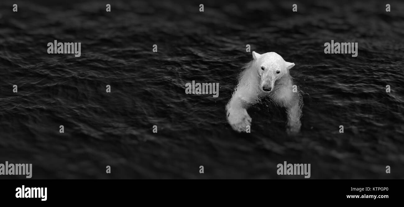 Schwimmen Polar Bear, weisser Bär im Wasser, geringe Tiefenschärfe Stockfoto