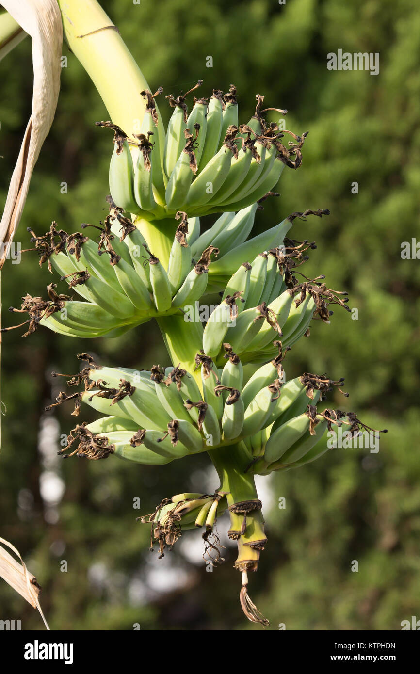 Nahaufnahme von grünen Bananen auf Baum, Pisang Awak Banane Stockfoto