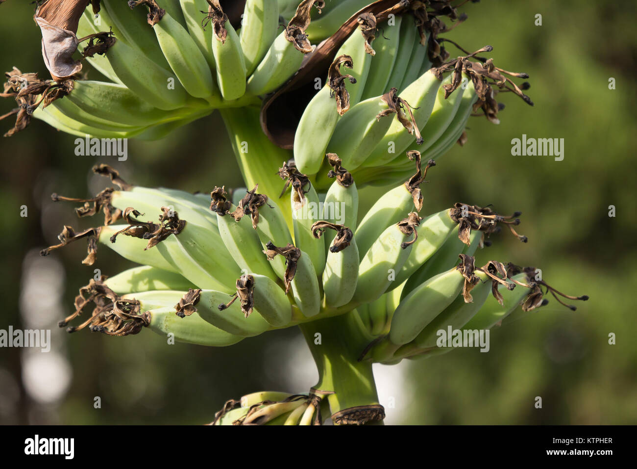 Nahaufnahme von grünen Bananen auf Baum, Pisang Awak Banane Stockfoto