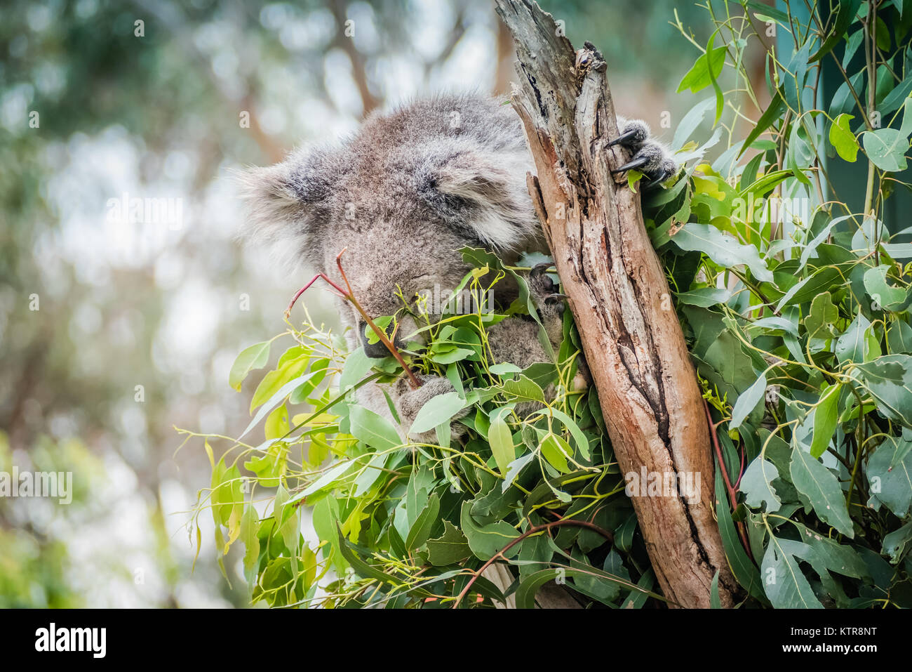 Koala in einem australischen Zoo Stockfoto