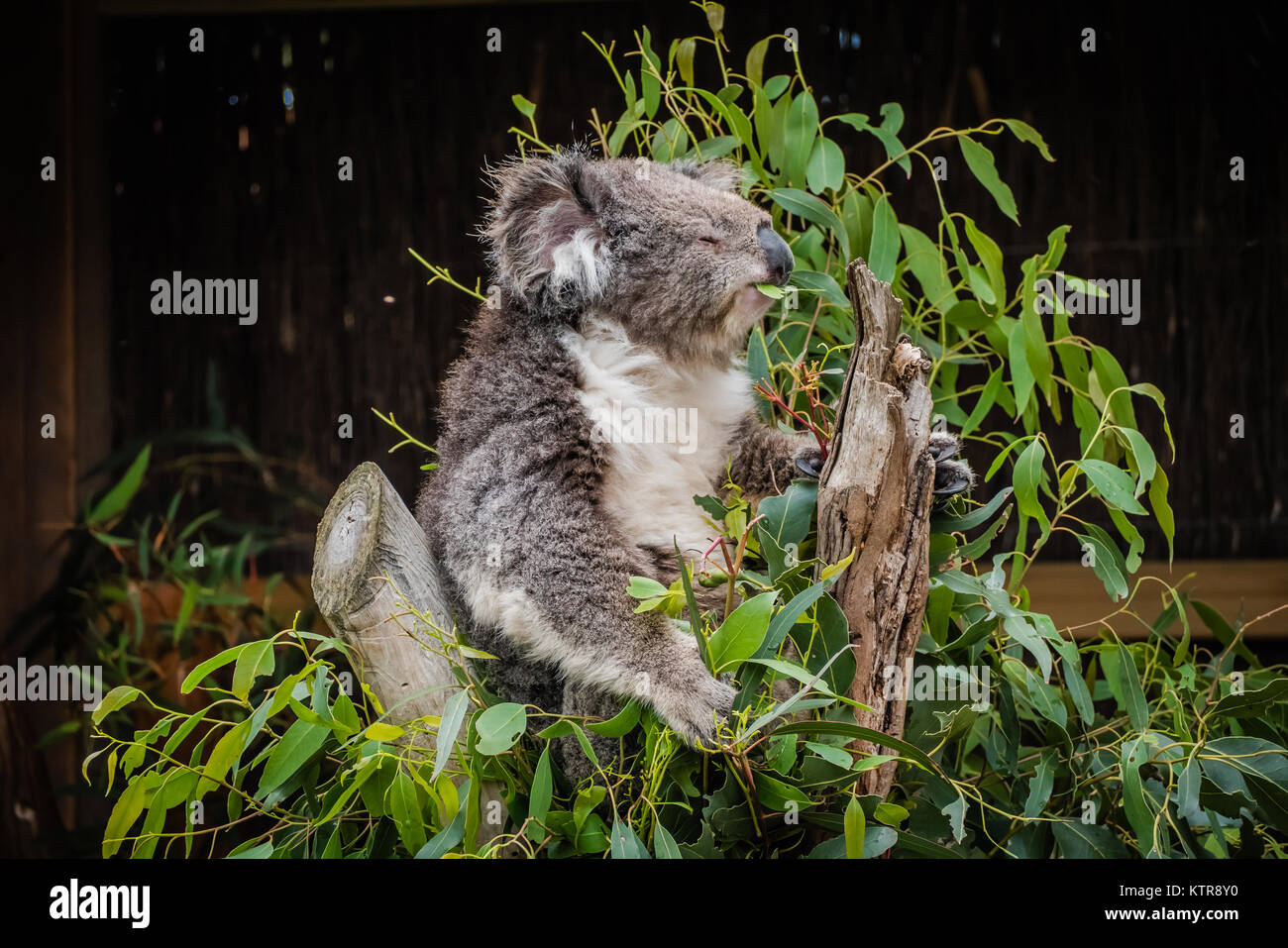 Koala in einem australischen Zoo Stockfoto