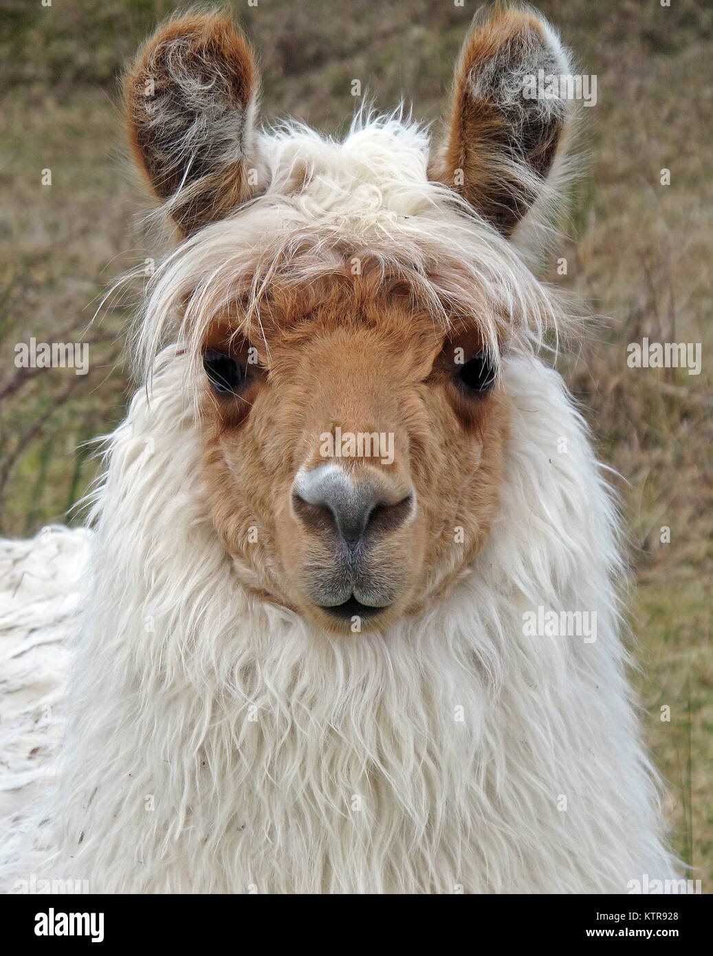 Llama Tier Stockfoto