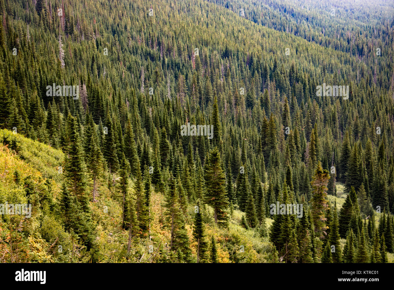 Raubvögel hochfliegende Über eine bergige Wald Stockfoto