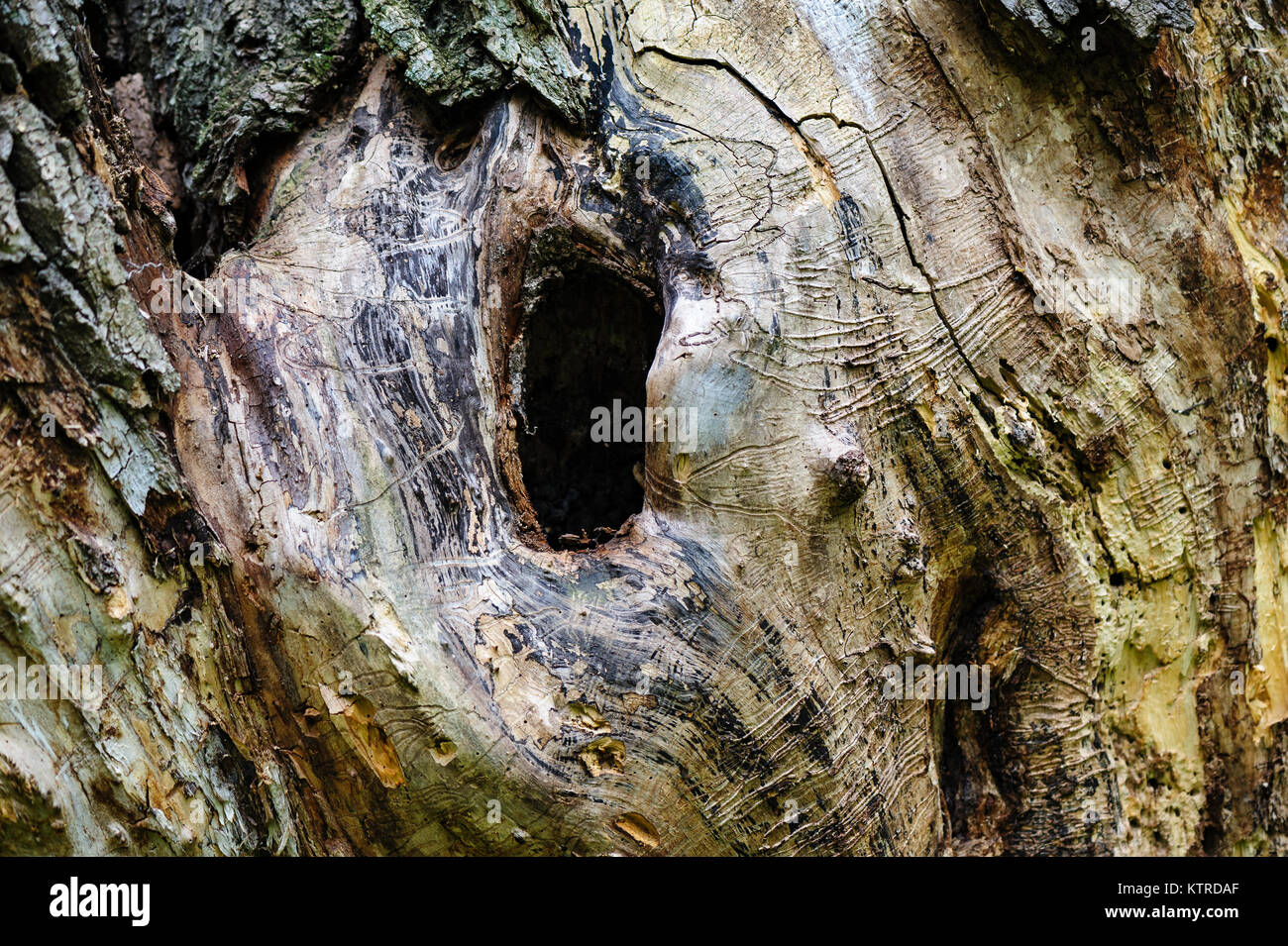 Baum faul mit loch Fotos und Bildmaterial in hoher Auflösung Alamy