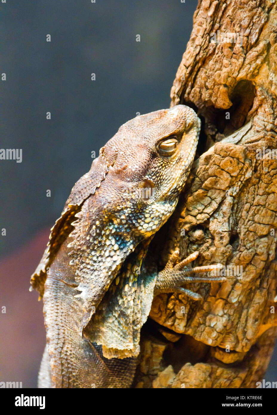 Rüschen-necked Eidechse ruht auf einem Log Stockfoto
