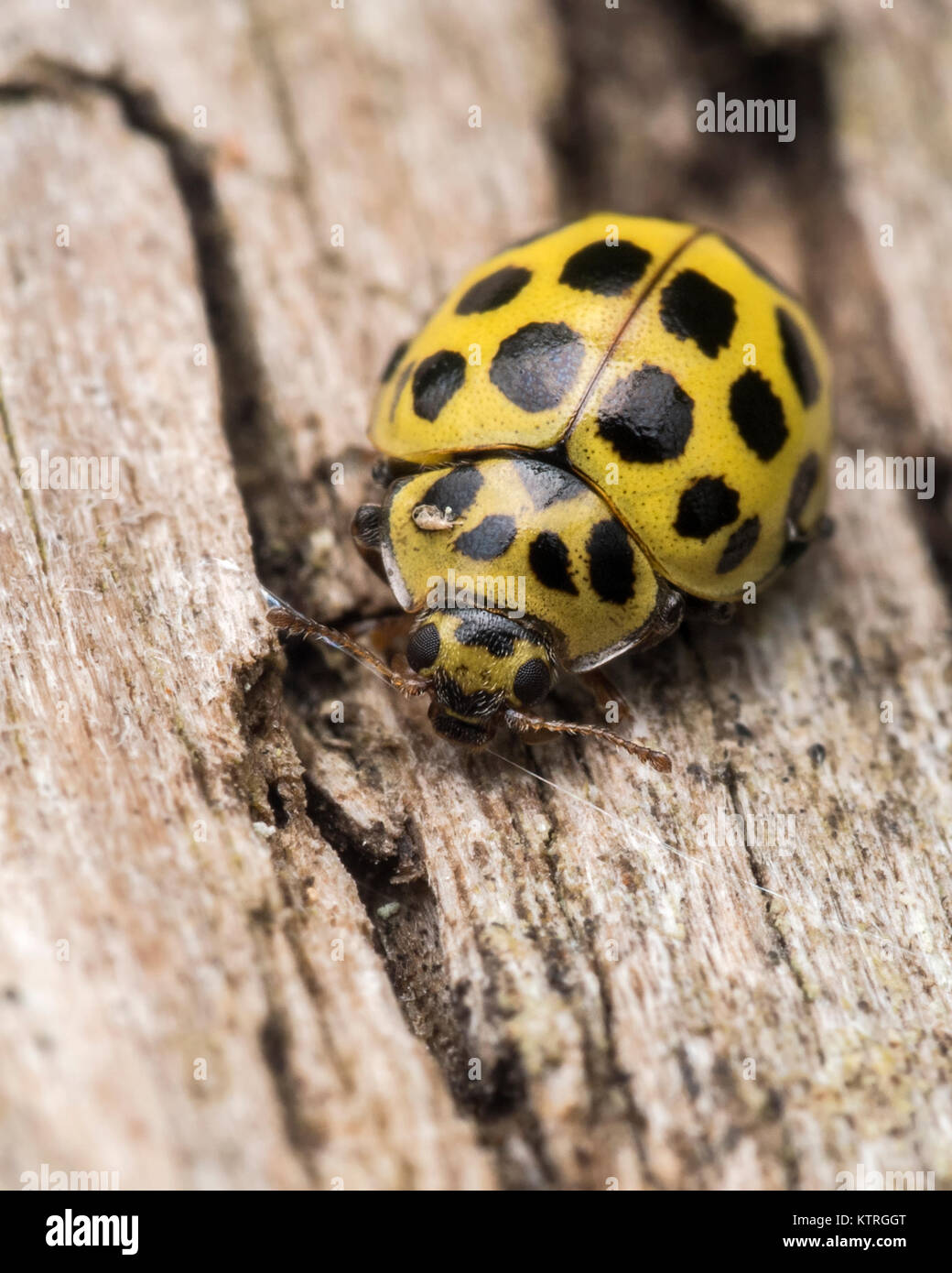 22-Spot Ladybird (Psyllobora 22-punctata) ruht auf einem fencepost. Thurles, Tipperary, Irland. Stockfoto