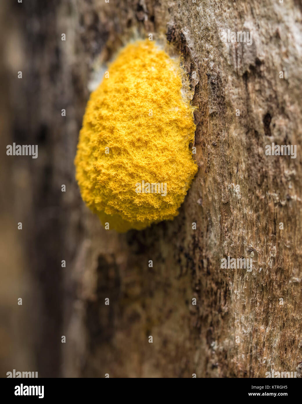 Hund Erbrechen Pilz oder Hund Erbrechen Schleimpilze (Fuligo septica) am Stamm von einem morschen Baumstumpf im Wald. Goatenbridge, Tipperary, Irland. Stockfoto