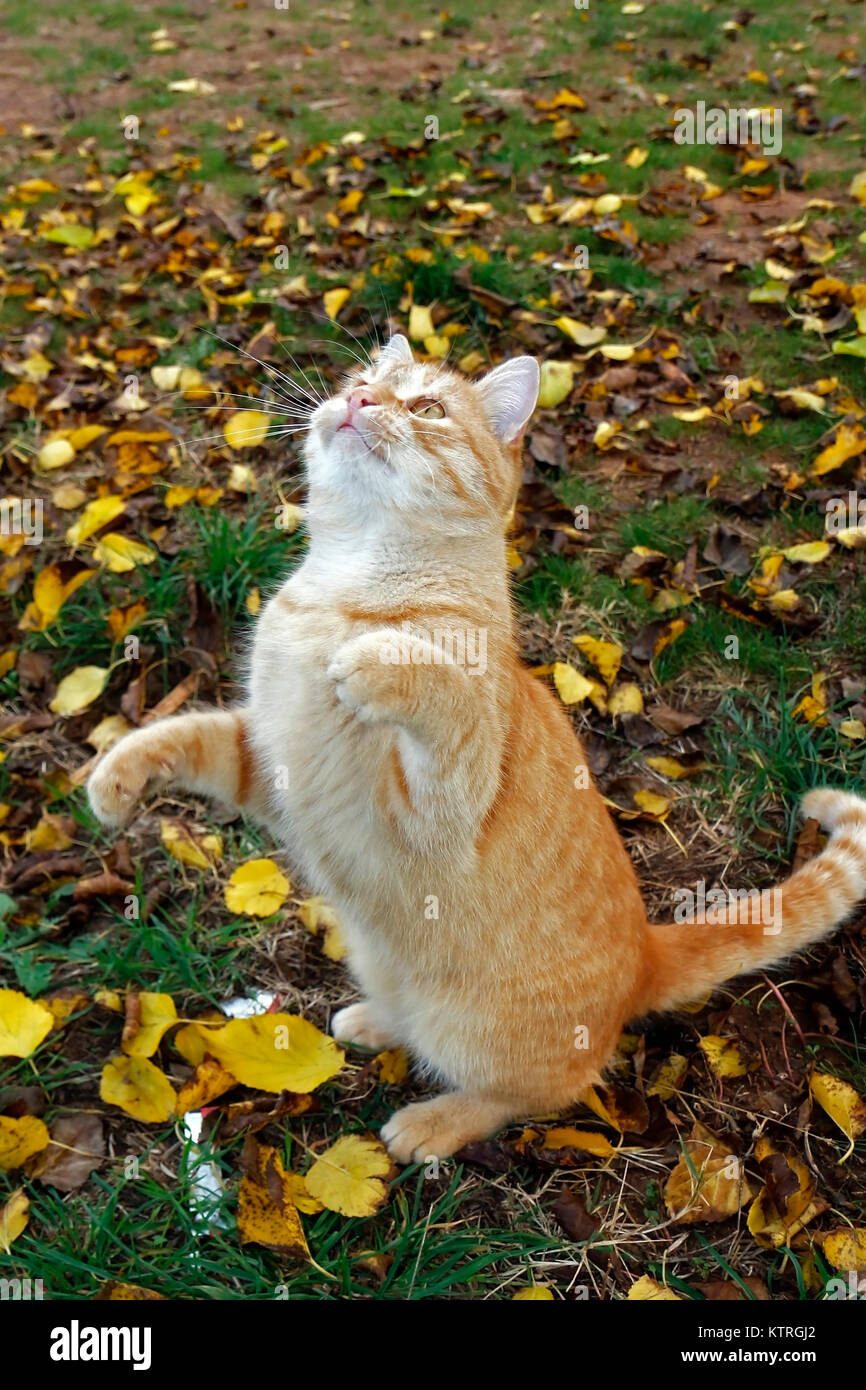 Verspielte gelbe Katze springen Stockfoto
