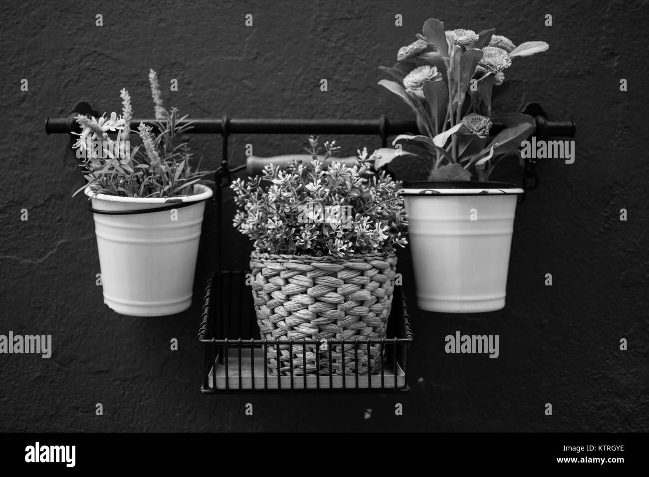 Ein Trio von Pflanzen an der Wand aufhängen, in Marbella, Spanien in Schwarz und Weiß Stockfoto
