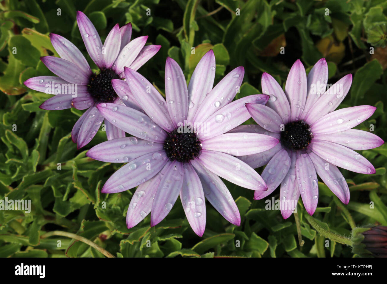 Drei rosa Cape Daisy (Osteospermum) Blüten mit dunkler rosa, fast violett, die im Blütenblatt Streifen, Blütenblatt Tipps und Zentrum. Regentropfen auf die Blütenblätter. Le Stockfoto