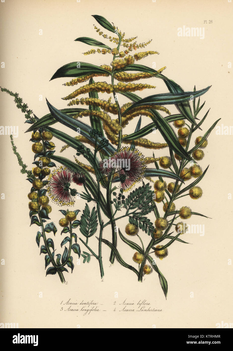 Zahnriemen Akazie, Acacia dentifera, twin-blühenden, Akazie biflora, Long-leaved, Acacia longifolia, und Herr Lambert Akazie, Acacia lambertiana. Handfinished chromolithograph von Henry Noel Humphreys, nachdem eine Illustration von Jane Loudon von Frau Jane Loudon Damen Blumengarten oder Zierpflanzen Gewächshaus Pflanzen, William S. Orr, London, 1849. Stockfoto