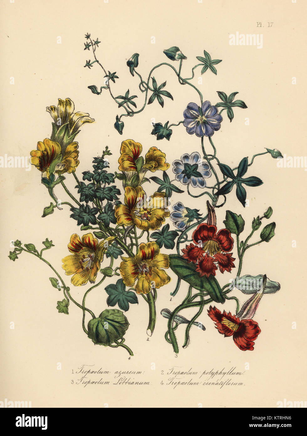Kapuzinerkresse Sorten: blau, Tropaeolum azureum, viele-leaved, Tropaeolum polyphyllum, Herr Lobb, Kapuzinerkresse lobbianum, und eingekerbt - geblüht, Kapuzinerkresse crenatiflorum. Handfinished chromolithograph von Noel Humphreys, nachdem eine Illustration von Jane Loudon von Frau Jane Loudon Damen Blumengarten oder Zierpflanzen Gewächshaus Pflanzen, William S. Orr, London, 1849. Stockfoto