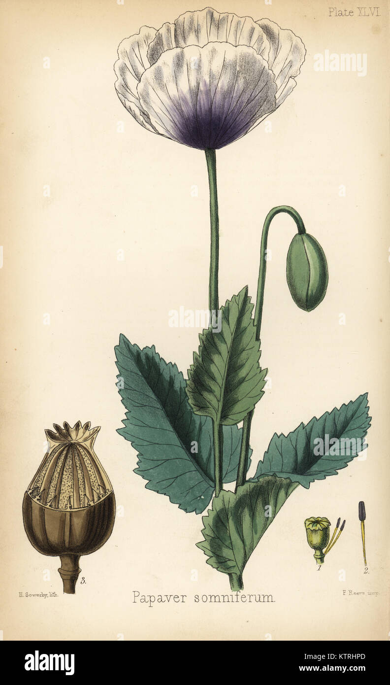 Schlafmohn, Papaver somniferum. Papierkörbe Lithographie von Henry Sowerby aus Edward Hamilton's Flora Homeopathica, Bailliere, London, 1852. Stockfoto