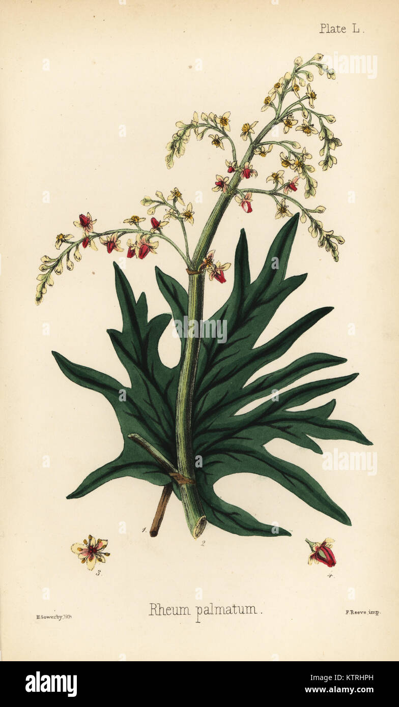 Chinesischer Rhabarber oder da-huang, Rheum Palmatum. Papierkörbe Lithographie von Henry Sowerby aus Edward Hamilton's Flora Homeopathica, Bailliere, London, 1852. Stockfoto