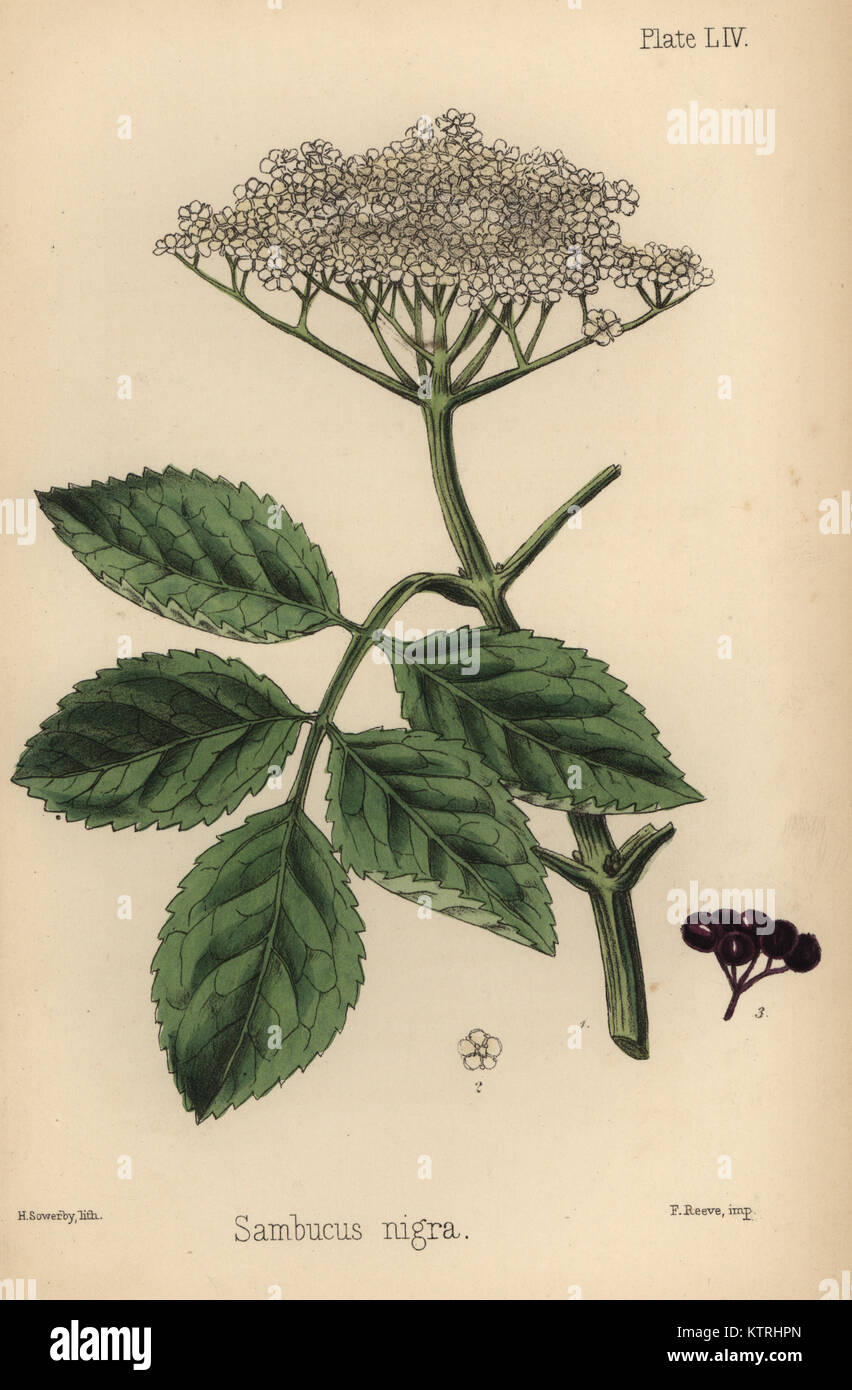 Elder schwarzer Baum, Sambucus nigra. Papierkörbe Lithographie von Henry Sowerby aus Edward Hamilton's Flora Homeopathica, Bailliere, London, 1852. Stockfoto