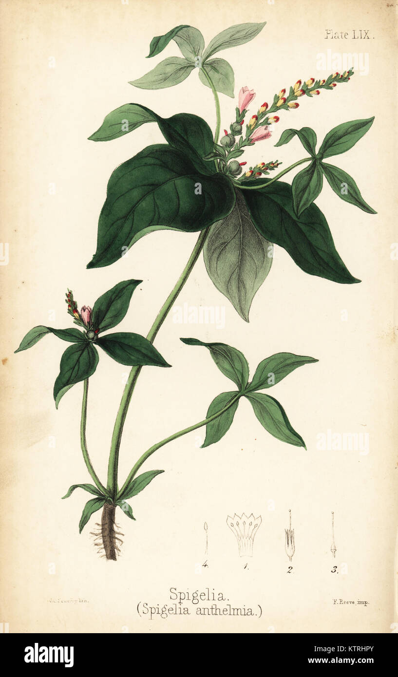 Spigelia oder Spigelia anthelmia pinkroot,. Papierkörbe Lithographie von Charlotte Caroline Sowerby aus Edward Hamilton's Flora Homeopathica, Bailliere, London, 1852. Stockfoto
