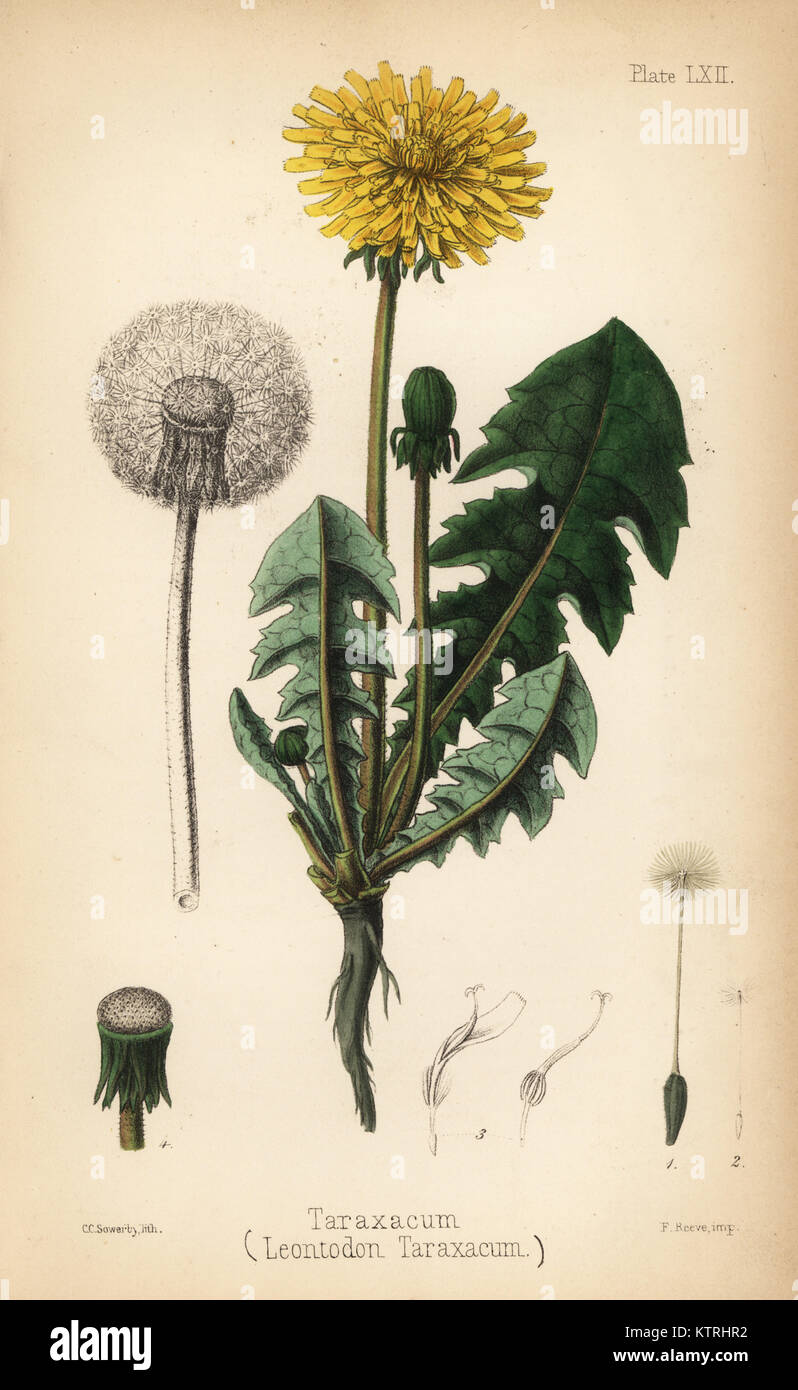 Löwenzahn oder Taraxacum, Leontodon taraxacum. Papierkörbe Lithographie von Charlotte Caroline Sowerby aus Edward Hamilton's Flora Homeopathica, Bailliere, London, 1852. Stockfoto