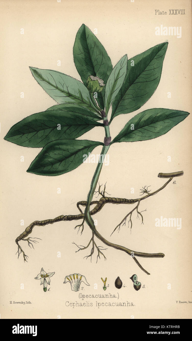 Ipecacuanha, Cephaelis ipecacuanha ipecacuanha (Carapichea). Papierkörbe Lithographie von Henry Sowerby aus Edward Hamilton's Flora Homeopathica, Bailliere, London, 1852. Stockfoto