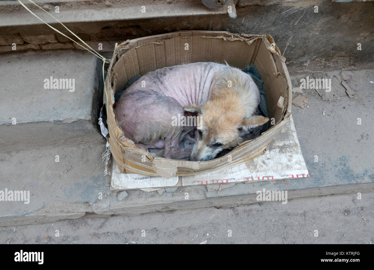 Unbehaarte Straße Hund schlafen in alten Karton in Kathmandu, Nepal Stockfoto