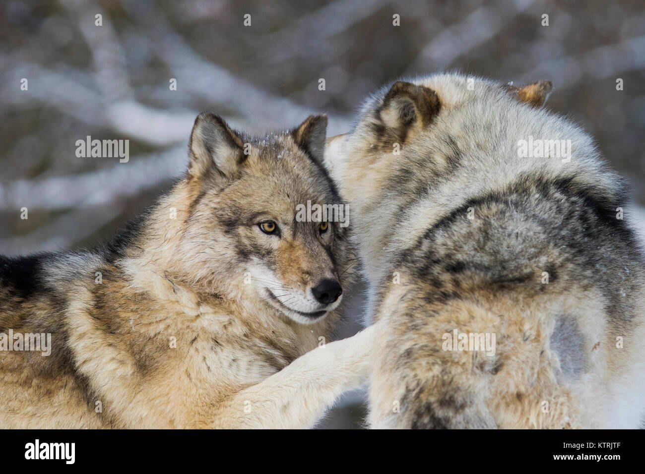 Timber Wolf Paar im Winter Stockfoto