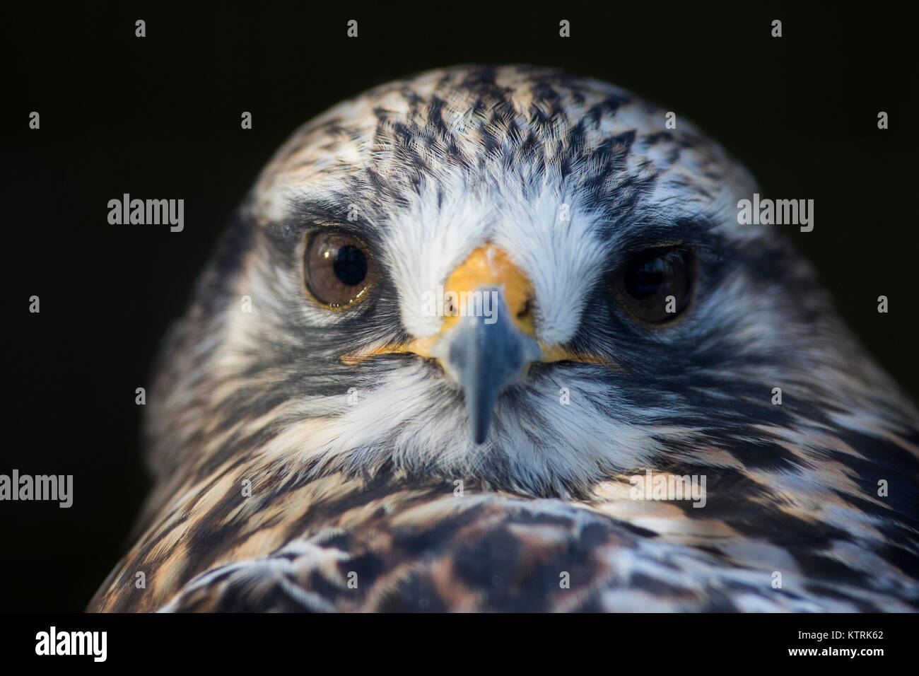 Rauen-legged Mäusebussard (Buteo lagopus) portrait Stockfoto