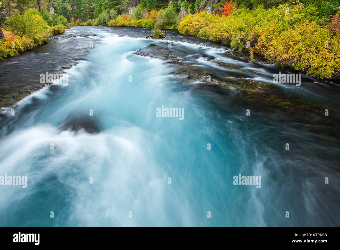 Assistenten fällt auf den Metolius River außerhalb Camp Sherman, Oregon Stockfoto