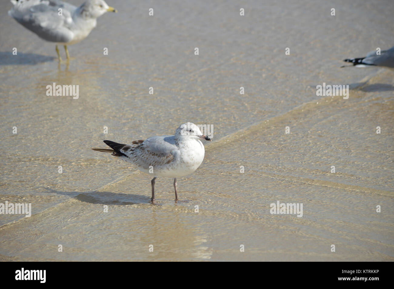 Vögel im Fouras Strand Stockfoto