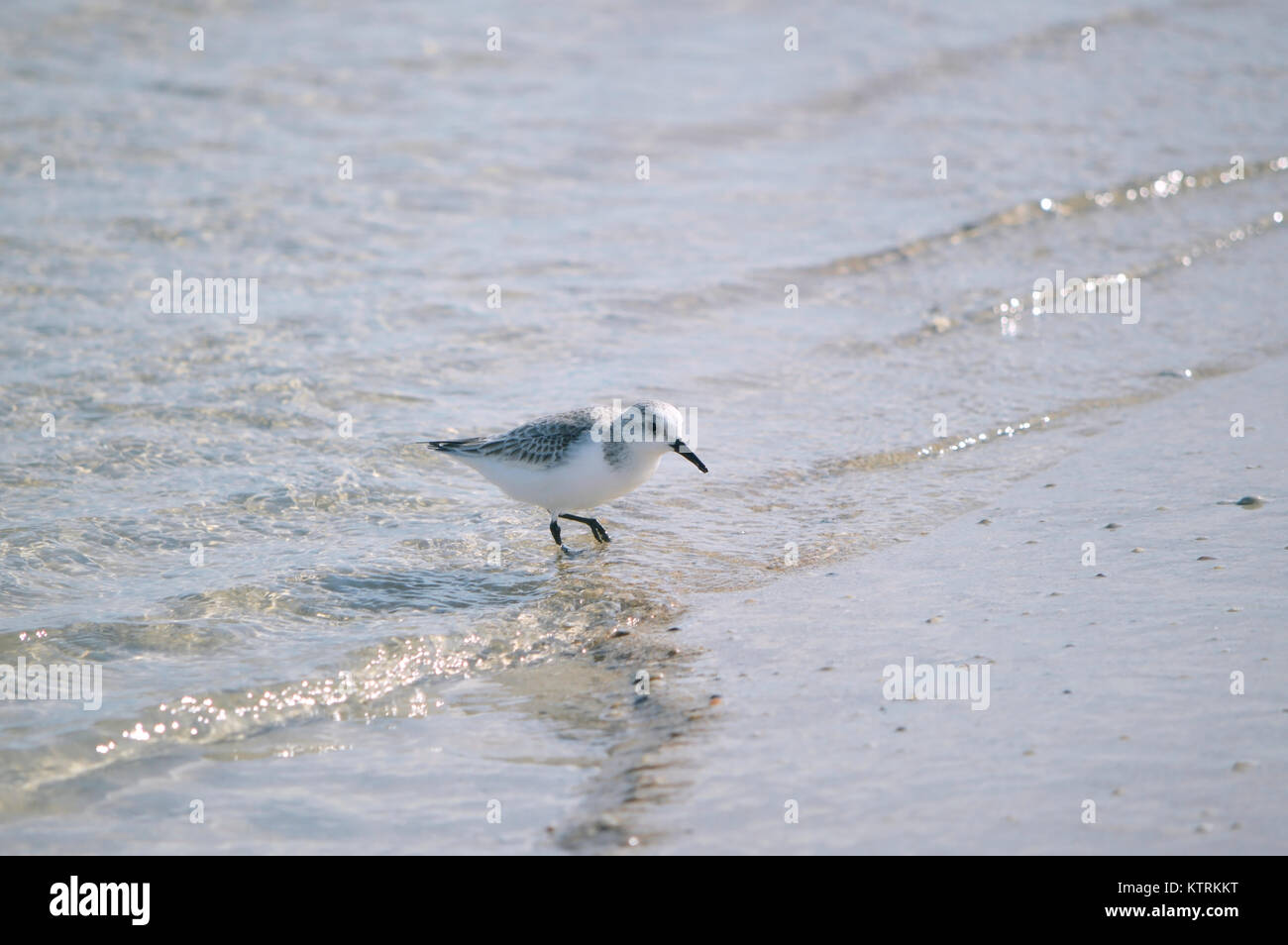 Vögel im Fouras Strand Stockfoto