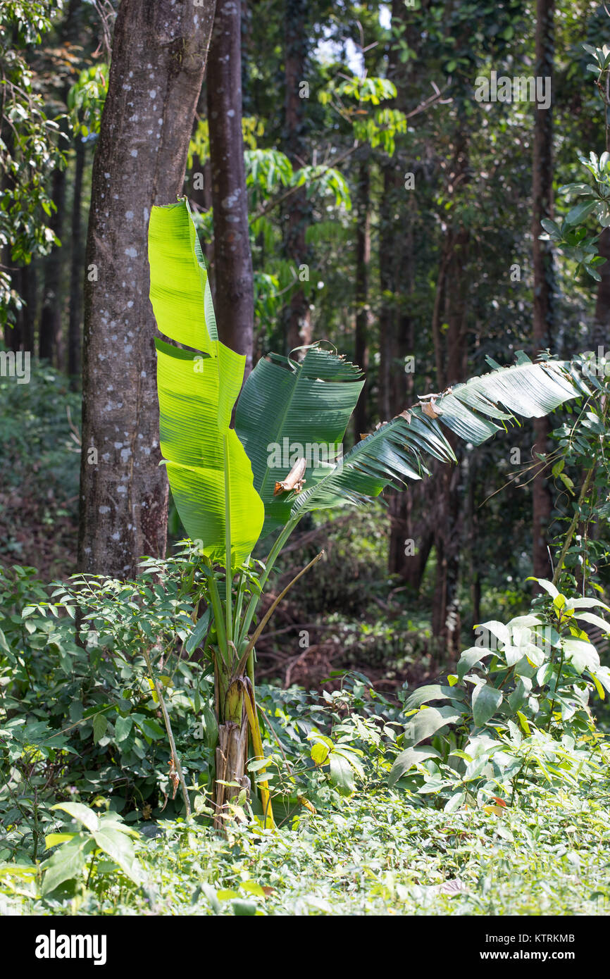Jungle plants Fotos und Bildmaterial in hoher Auflösung Alamy