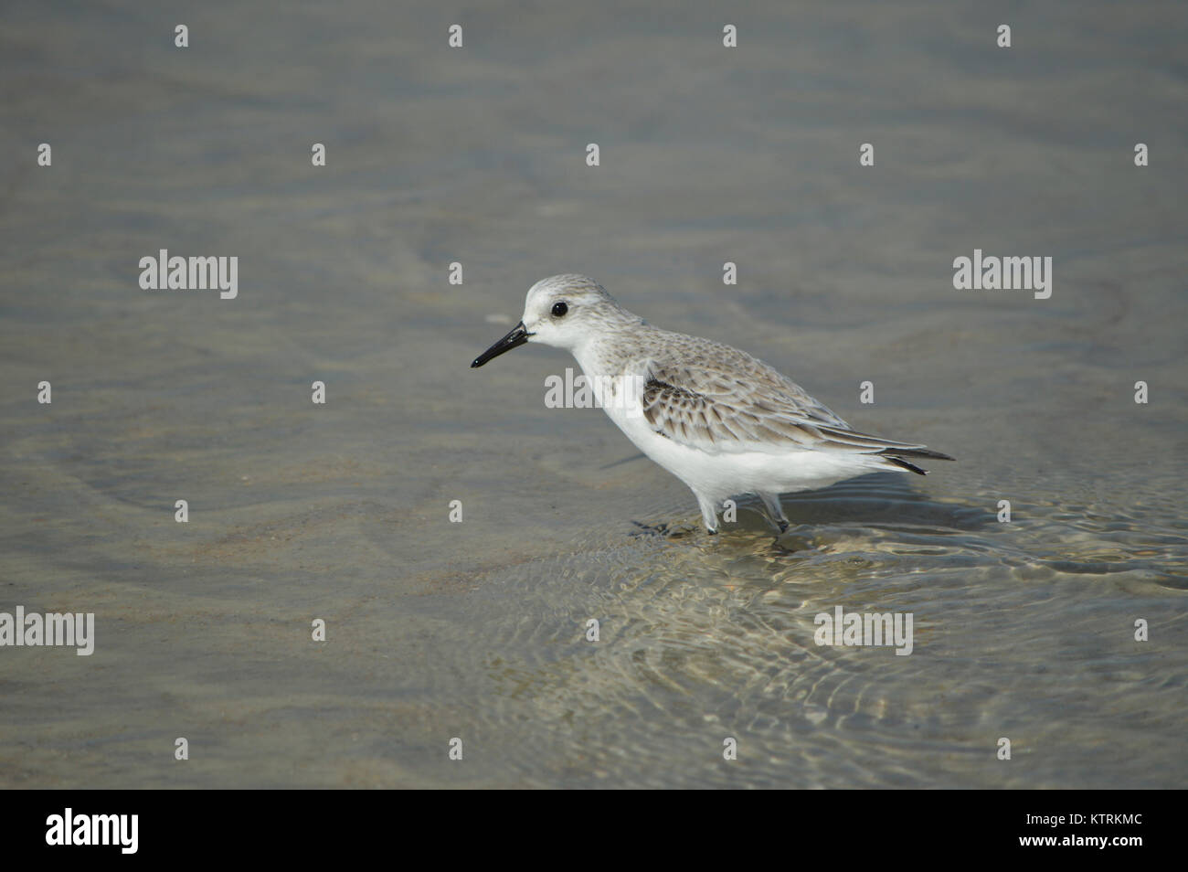 Vögel im Fouras Strand Stockfoto