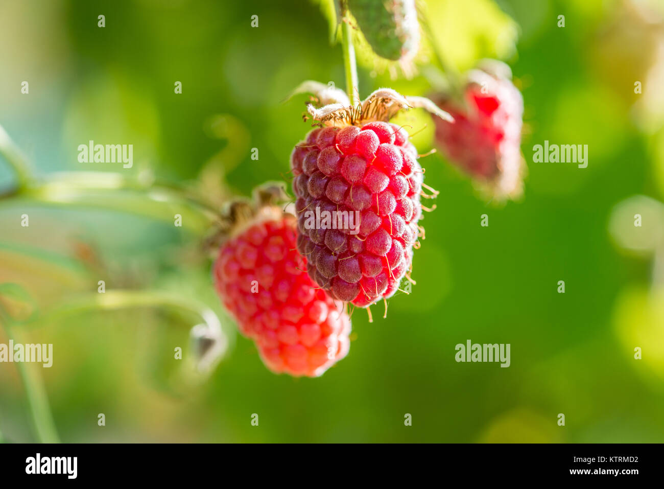 Reife Himbeeren wachsen auf Weinstock im Garten an Kiplin Hall, Scorton, Richmond, North Yorkshire Stockfoto