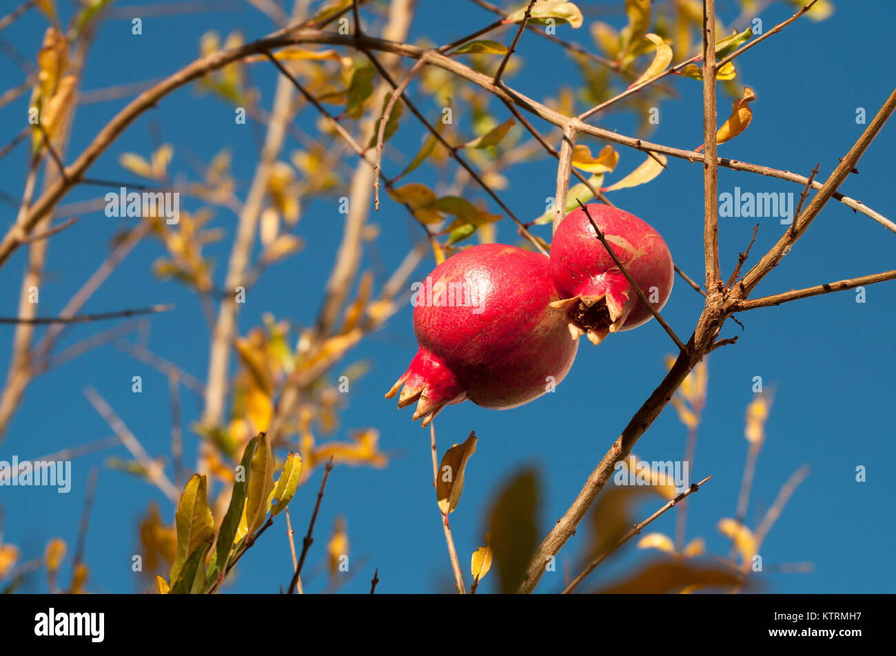 Rote Granatapfel am Baum Stockfoto