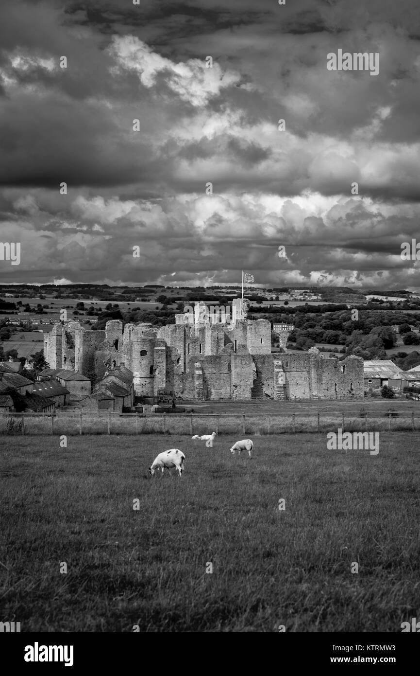 Dramatischer Sicht der Schafe auf Hügel vor Middleham Castle, Wensleydale, in der Grafschaft North Yorkshire, England. Stockfoto