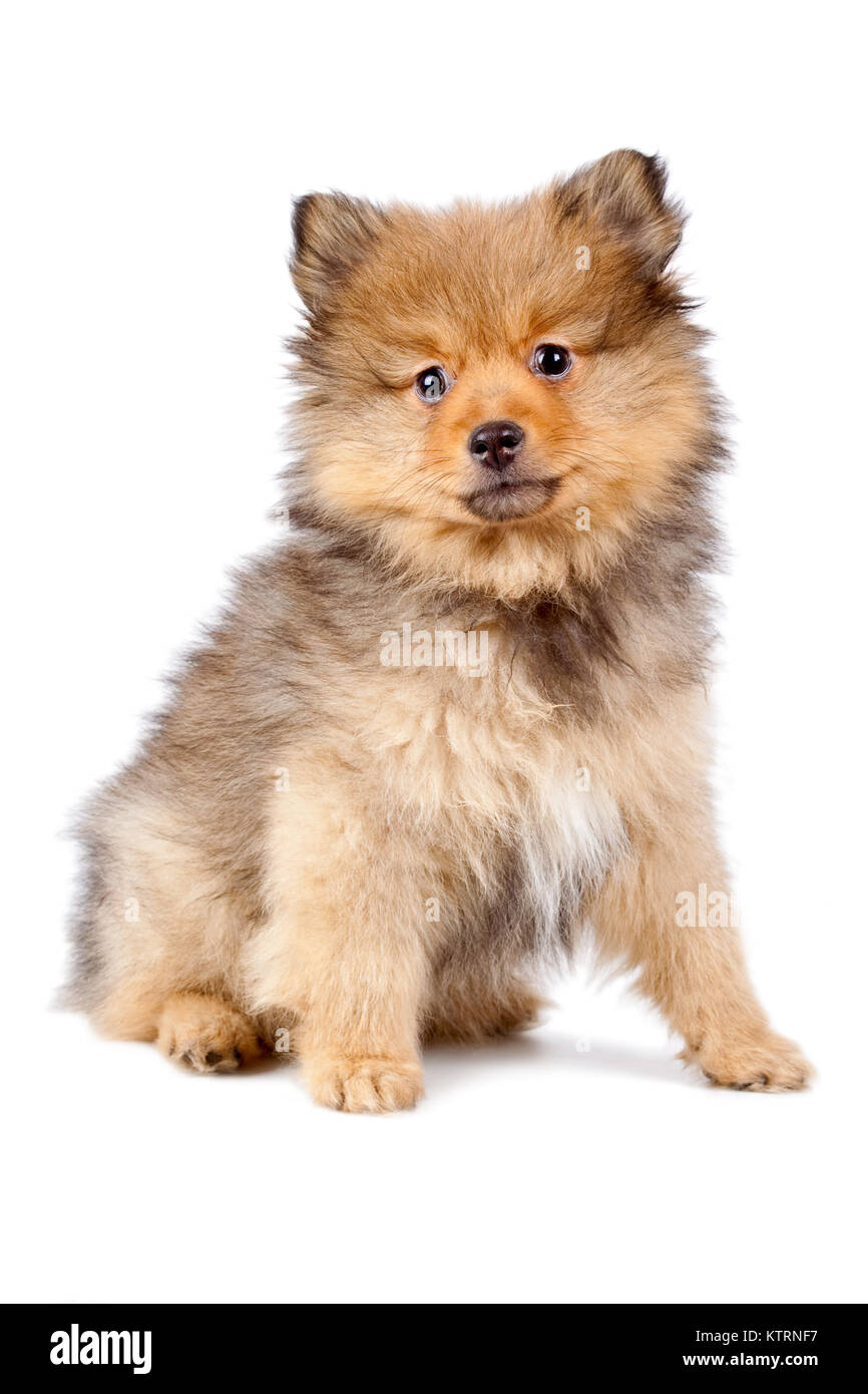 Junger Hund der Rasse Pomerian auf einem weißen Hintergrund. Stockfoto
