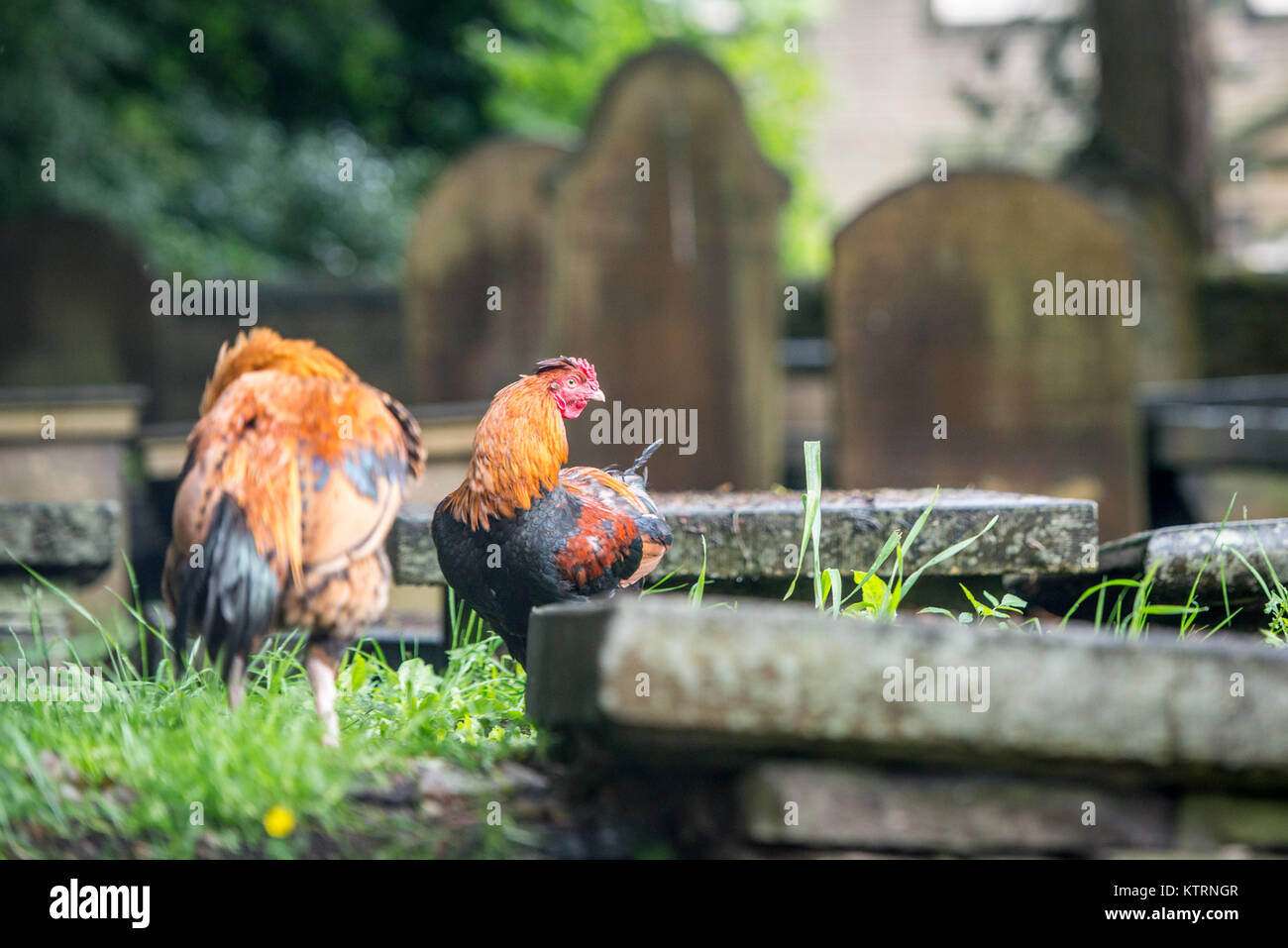 Roosters spielen in dem Friedhof von Bront' Parsonage Museum, Haworth, West Yorkshire, England Stockfoto
