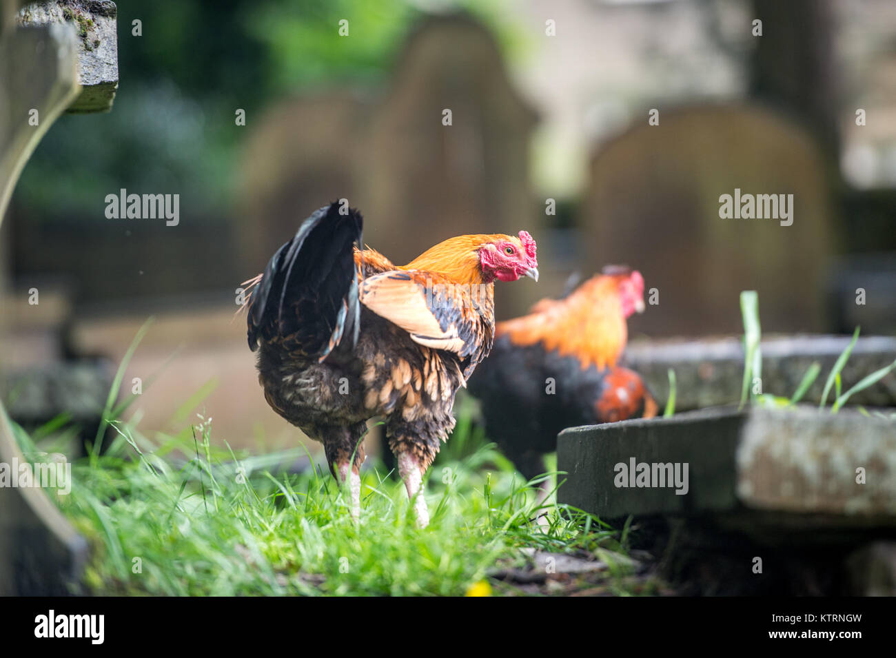 Roosters spielen in dem Friedhof von Bront' Parsonage Museum, Haworth, West Yorkshire, England Stockfoto
