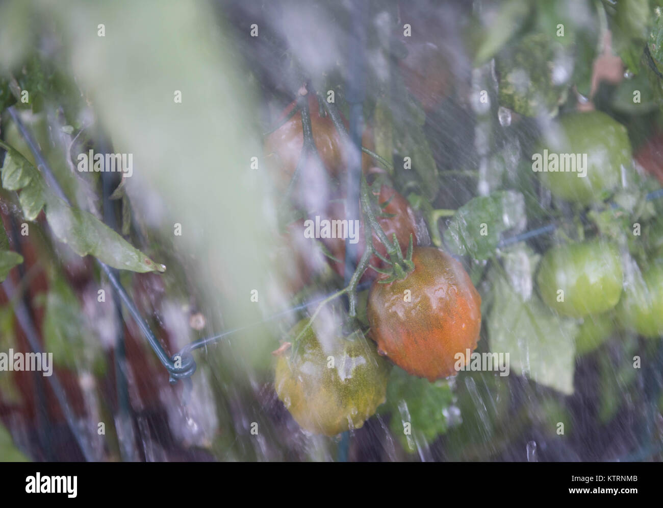 Reifung Heirloom Tomaten Pflanzen, bewässern im Garten Stockfoto