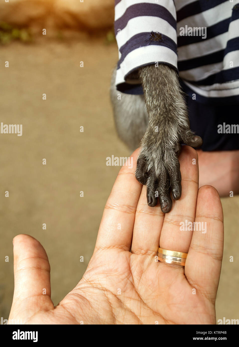 Die menschliche Hand mit goldenen Ring Holding monkey Hand Stockfoto