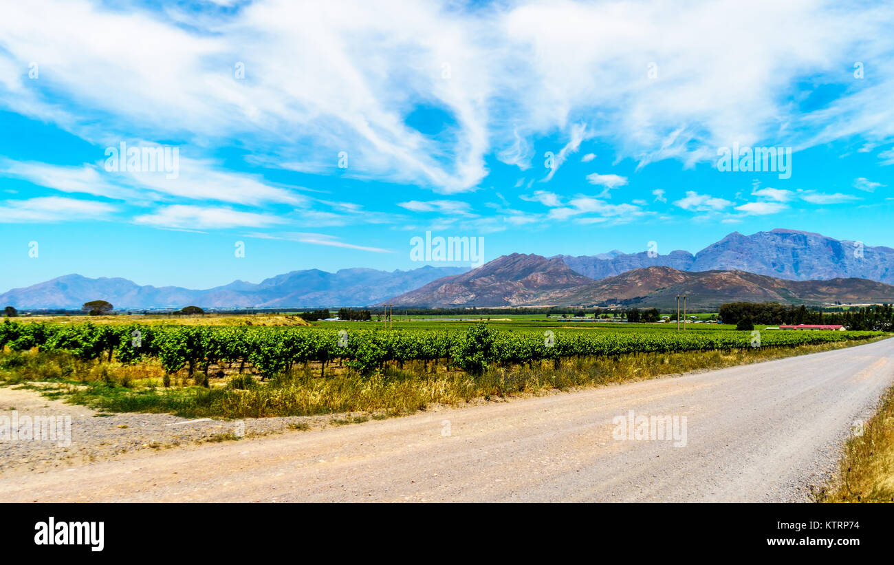 Weinberge und die umliegenden Berge im Frühjahr in den Boland Wein Region Western Cape in Südafrika Stockfoto