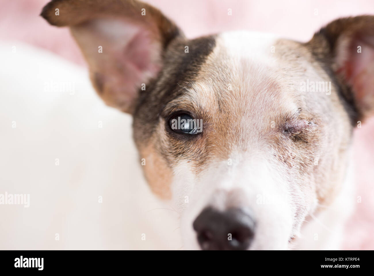 Adorable Jack Russell Senior Hund mit Vor Kurzem entfernt Auge Narbe Stockfoto