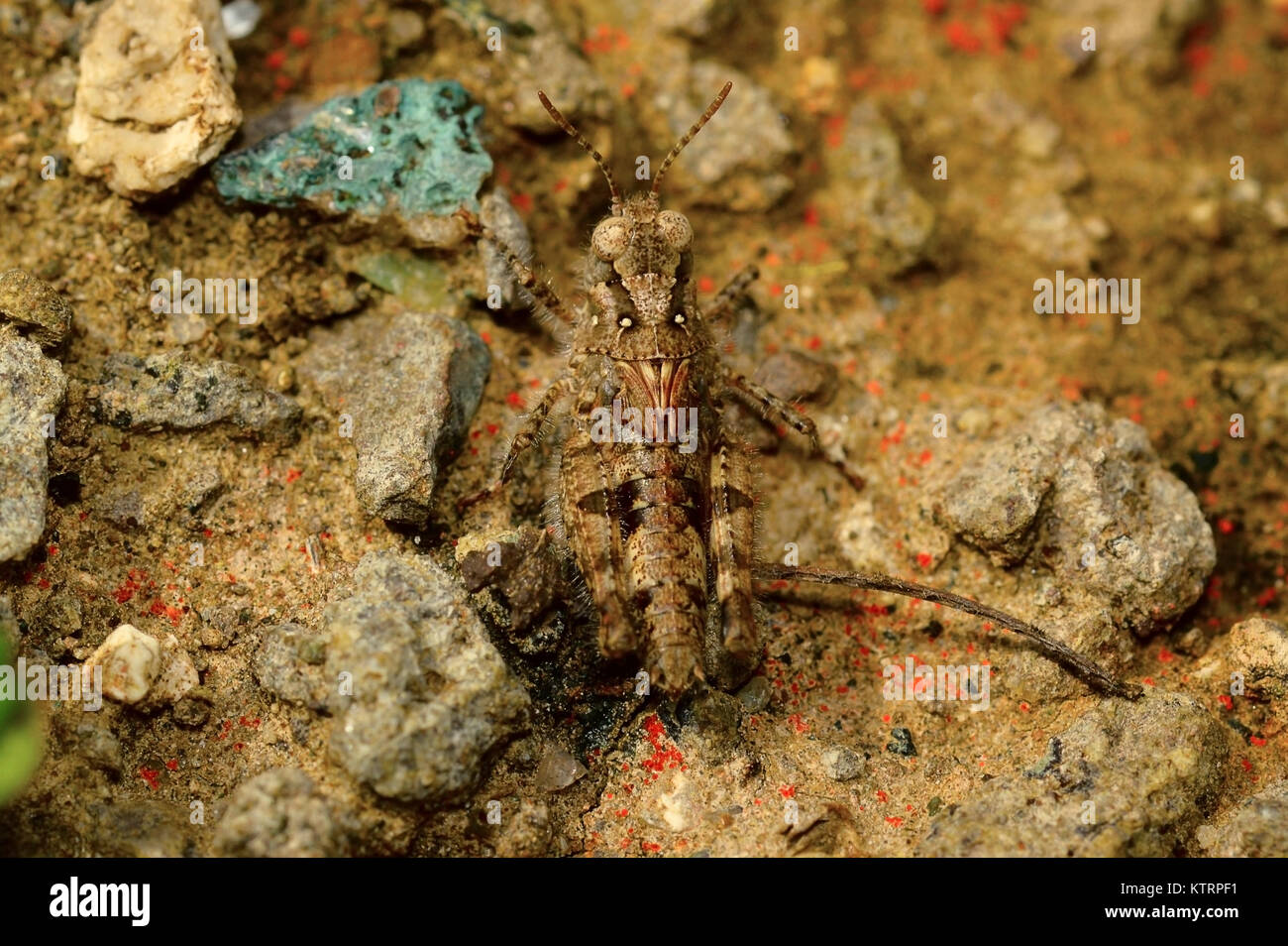 Europäische Heuschrecke, Calliptamus barbarus in der Nähe von Pune, Maharashtra Stockfoto