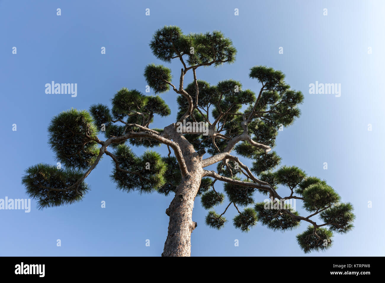 Japanische Schwarzkiefer außerhalb Choryuji Tempel, Koenji, Tokio Stockfoto