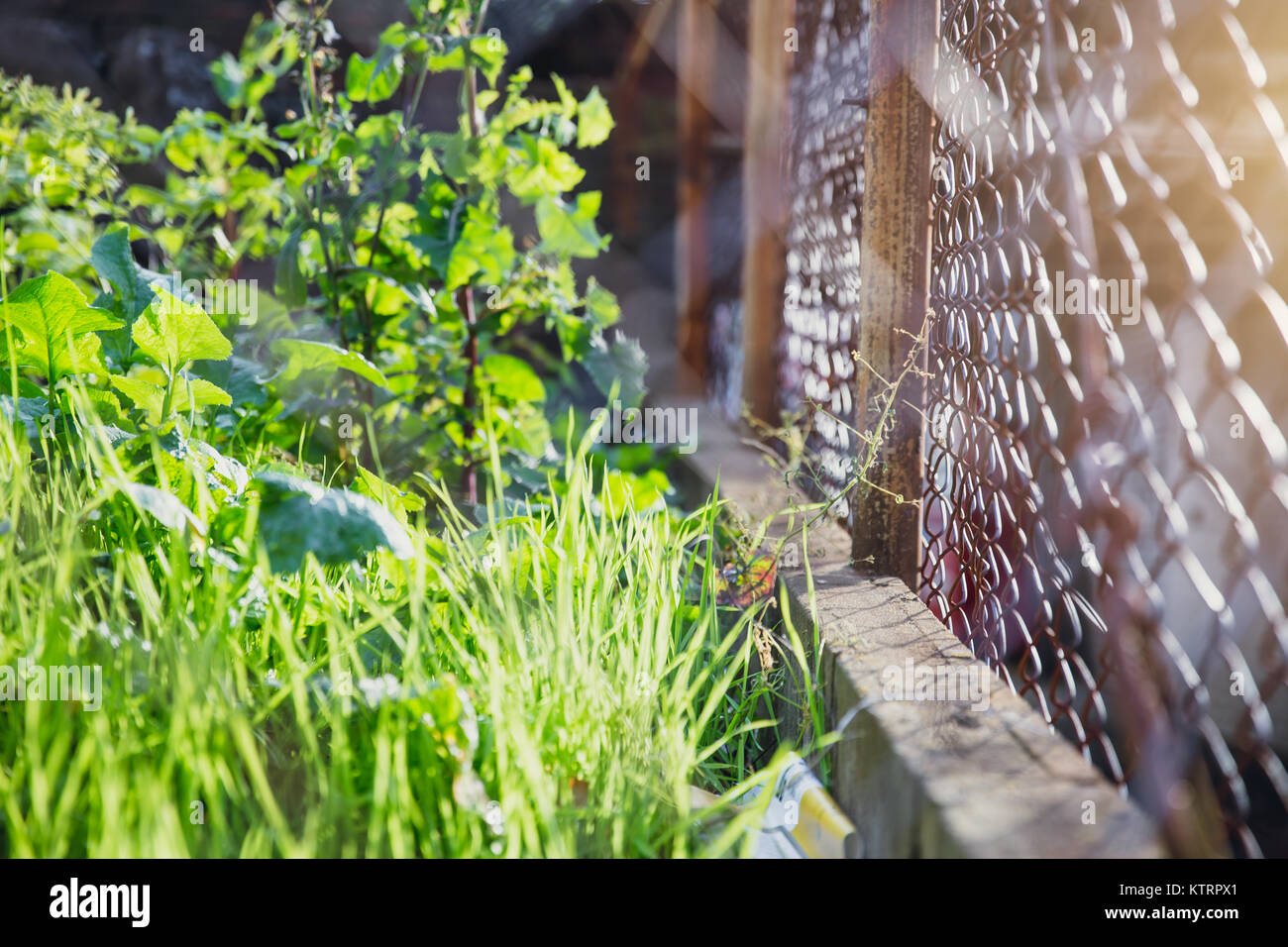 Grüne Gras Natur Outdoor mit draht stahl Zaun mit morgen Licht schützen Umwelt Konzept Stockfoto