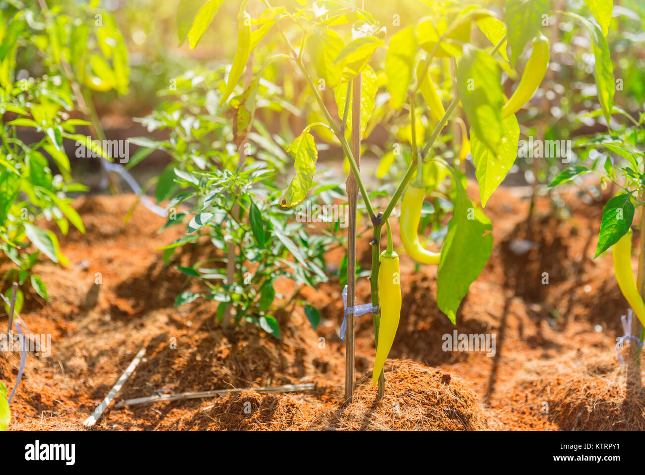 Green Sweet Chili Pflanze im Garten. Stockfoto