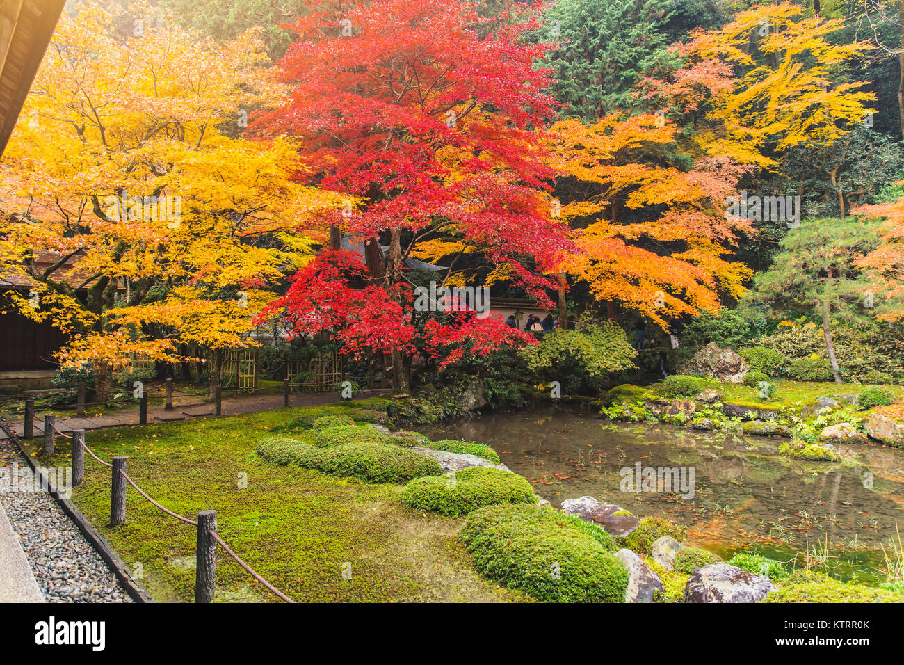 Bunte maple leaf in Japan Wald mit Wasser Teich im Herbst Saison Stockfoto