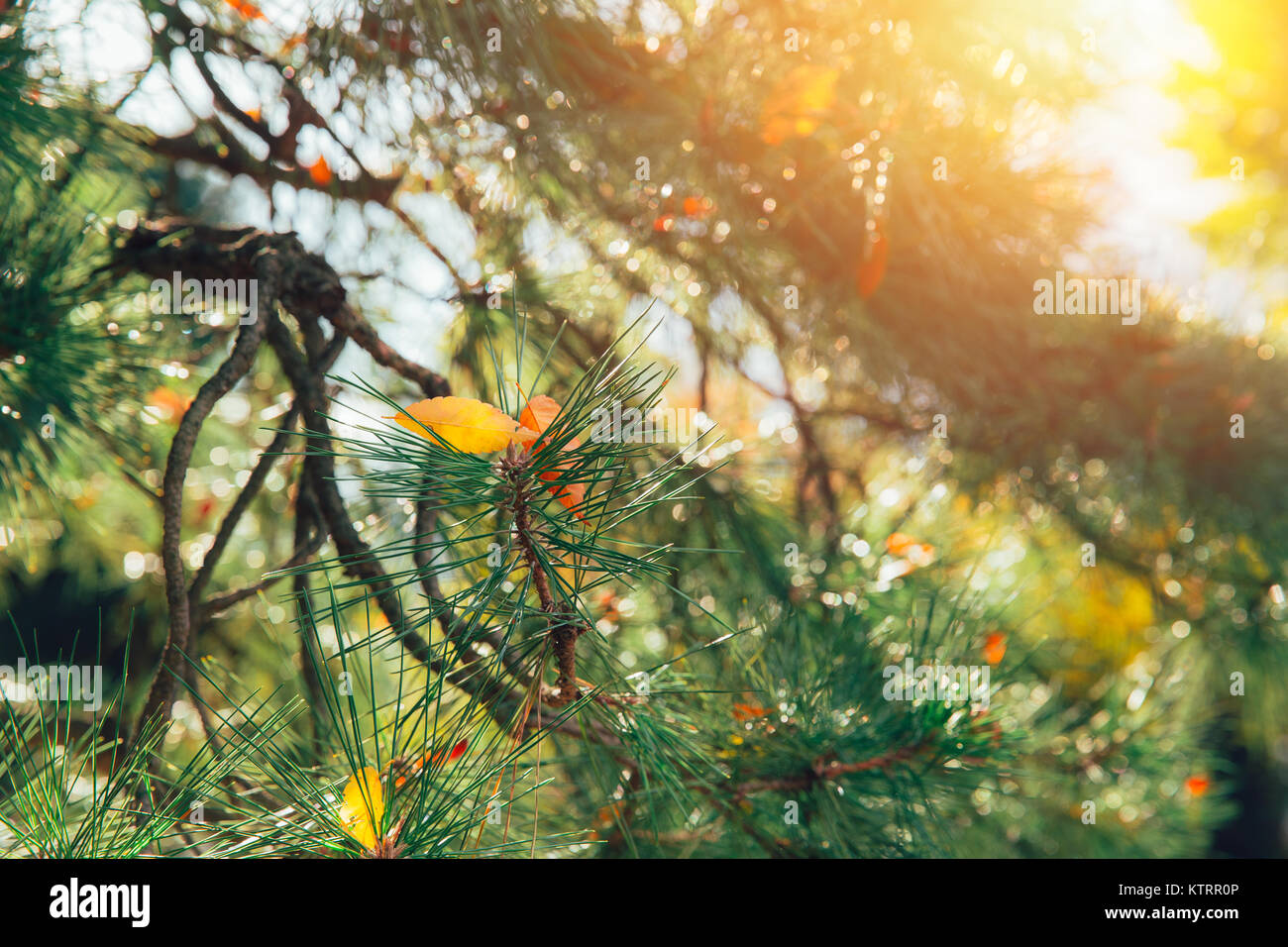 Japan Holz Wald Kiefer in Herbst Herbst Jahreszeit mit Morgen Sonnenschein Stockfoto