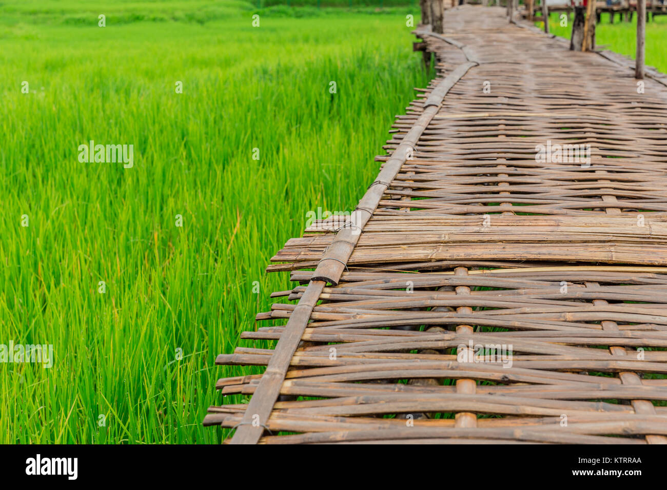 Bamboo Brücke Wanderweg auf der grünen Reisfeldern in Lampang Thailand Stockfoto
