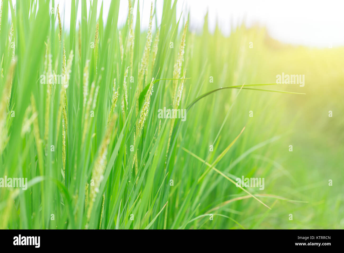 Reisanbau im Feld mit morgen Licht mit Platz für Text Stockfoto