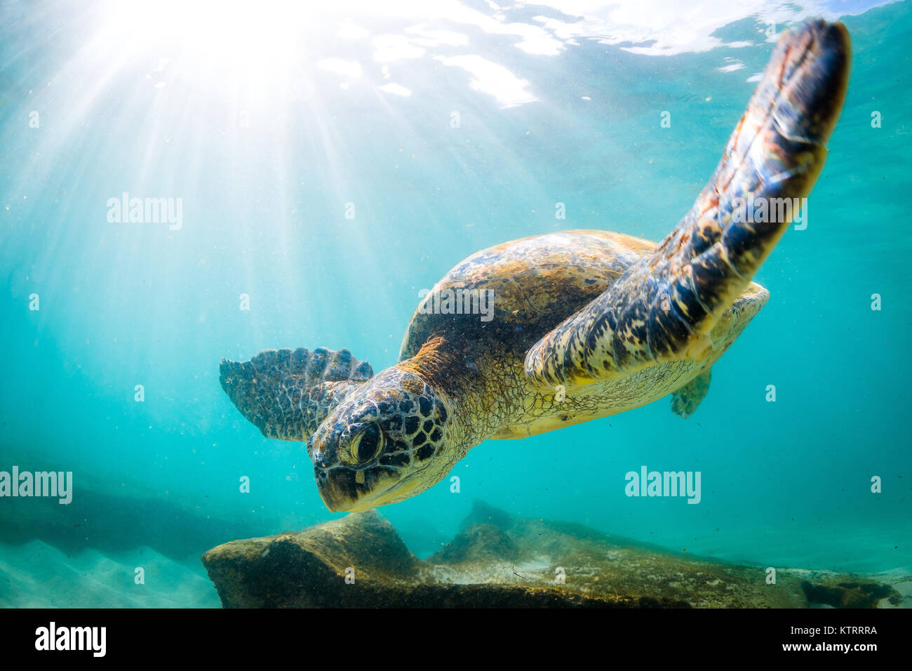 Hawaiian Green Sea Turtle Schwimmen unter Wasser Stockfoto