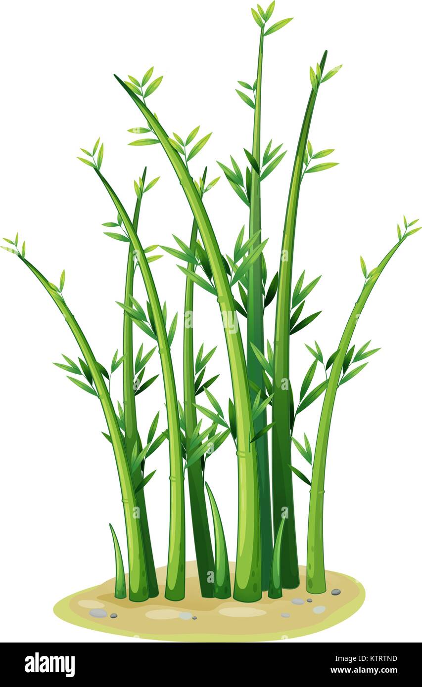 Abbildung: ein Büschel von Bambus Stock Vektor
